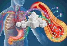 Sugar May Worsen Gut Microbiome Damage During Antibiotic Treatment